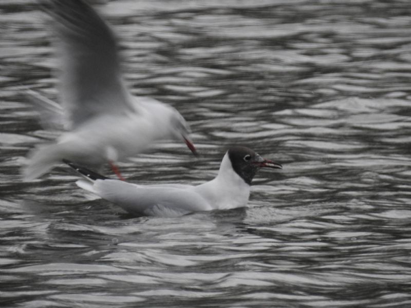 Gabbiano comune / Chroicocephalus (ex Larus) ridibundus