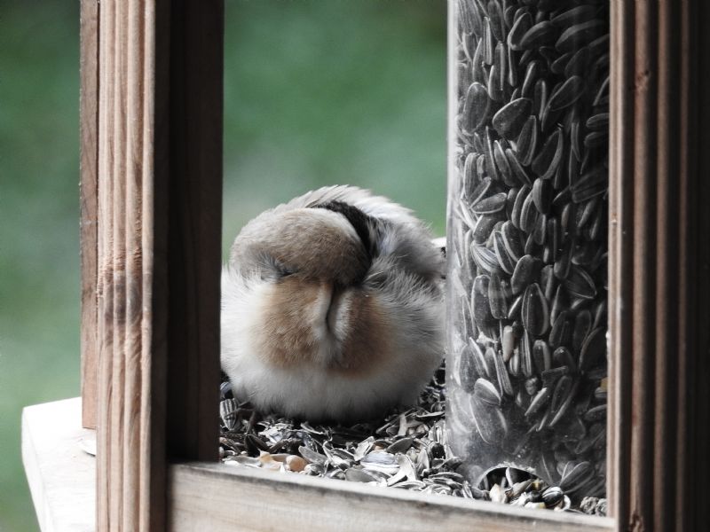 Cardellino (Carduelis carduelis).....assonnato