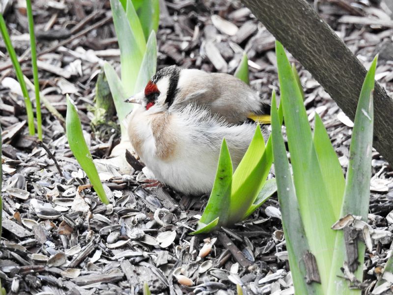 Cardellino (Carduelis carduelis).....assonnato