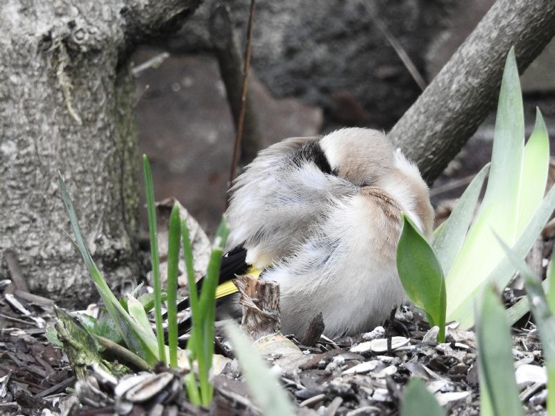 Cardellino (Carduelis carduelis).....assonnato