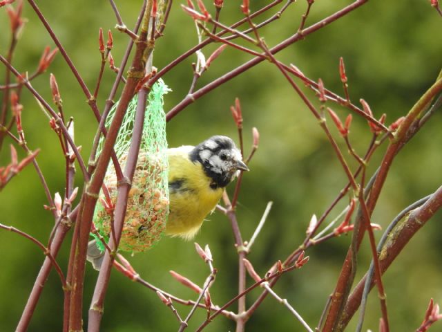 Cinciarella (Cyanistes caeruleus)..... stranissima (forse incrocio con....)