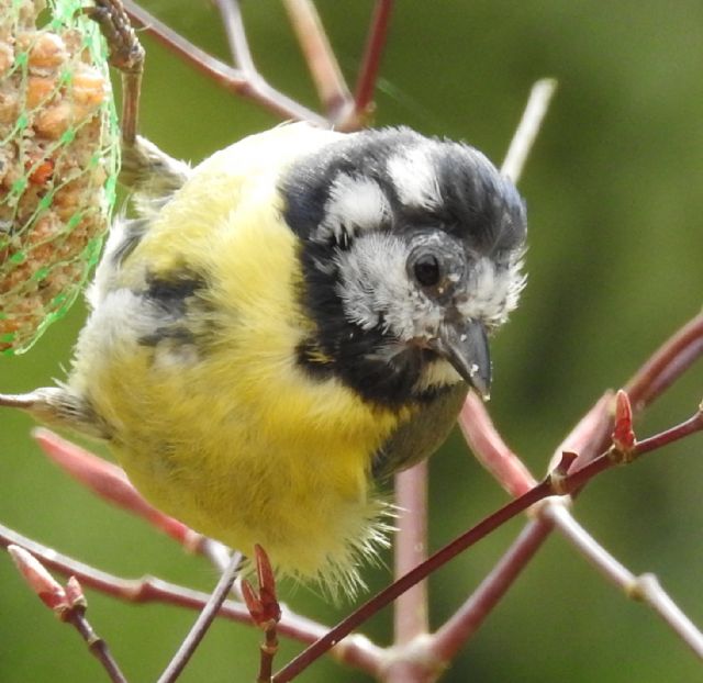Cinciarella (Cyanistes caeruleus)..... stranissima (forse incrocio con....)