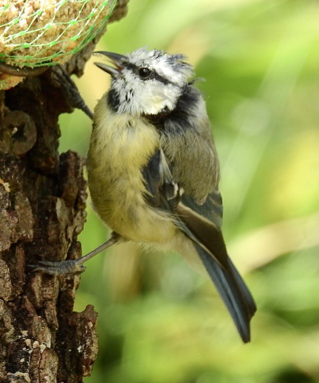 Cinciarella (Cyanistes caeruleus)..... stranissima (forse incrocio con....)