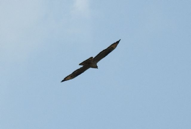 Falco Pecchiaiolo (Pernis apivorus)