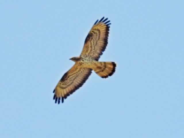 Falco Pecchiaiolo (Pernis apivorus)