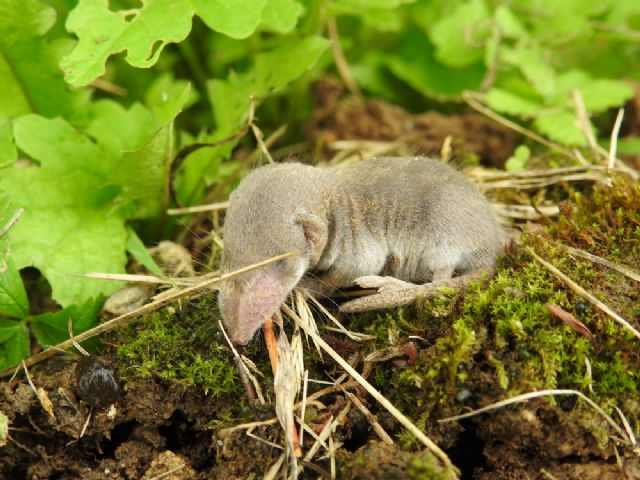 cucciolo di Crocidura sp.