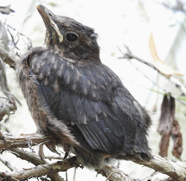 Merlo (Turdus merula) - giovanissimo