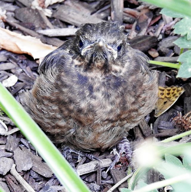 Merlo (Turdus merula) - giovanissimo