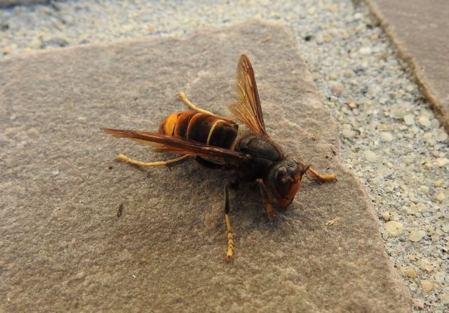 Vespa velutina (Vespidae)