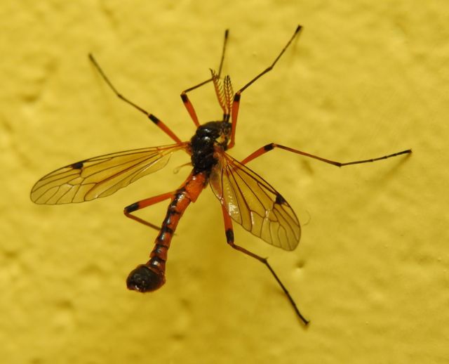 Tanyptera atrata (Tipulidae) maschio