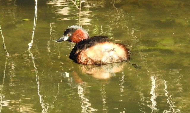 Anatidae ?  No Podicipedidae: Tuffetto (Tachybaptus ruficollis)