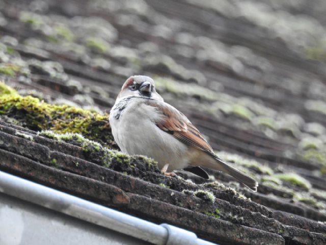 Passerotto (Passer domesticus)