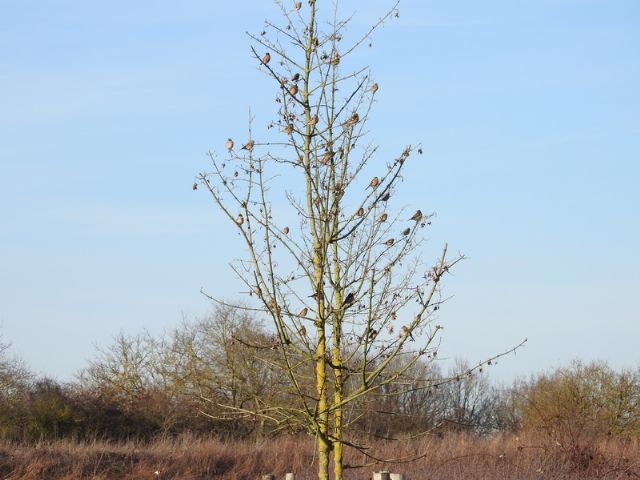 L''albero.... a fringuelli