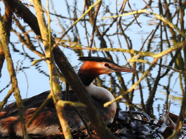 Svasso maggiore (Podiceps cristatus)