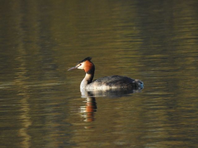 Svasso maggiore (Podiceps cristatus)