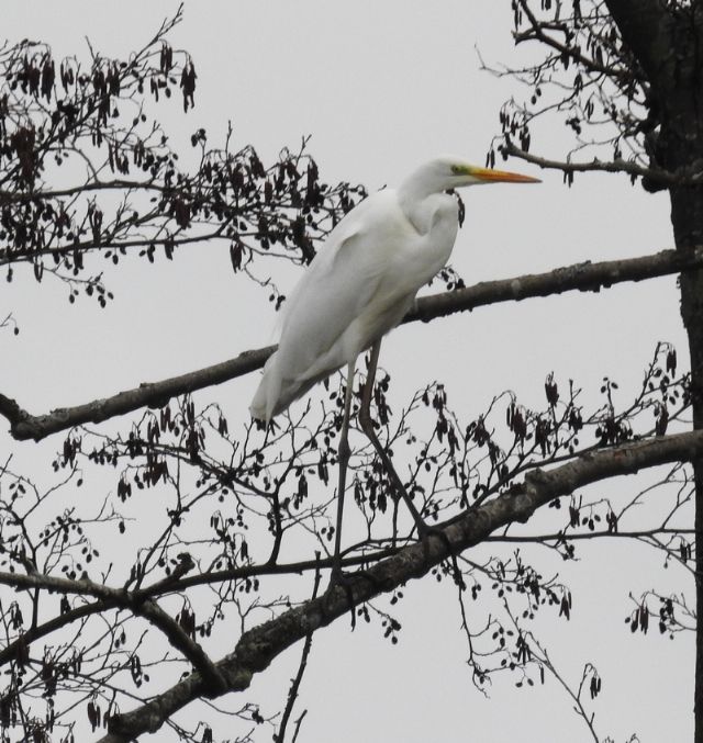 Airone Bianco Maggiore (Casmerodius albus , ex Ardea alba)