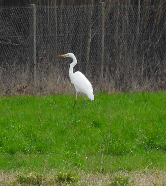 Airone Bianco Maggiore (Casmerodius albus , ex Ardea alba)