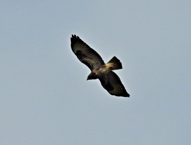 Falco pecchiaiolo (Pernis apivorus) ?