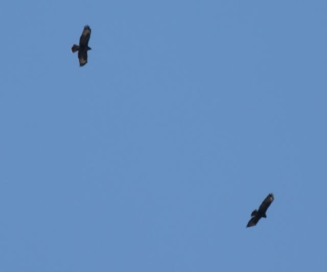 Poiane (Buteo buteo) ? S !