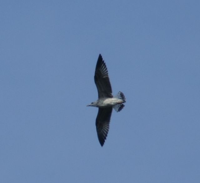 Gabbiani reali (Larus michahellis)