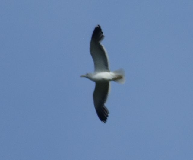 Gabbiani reali (Larus michahellis)