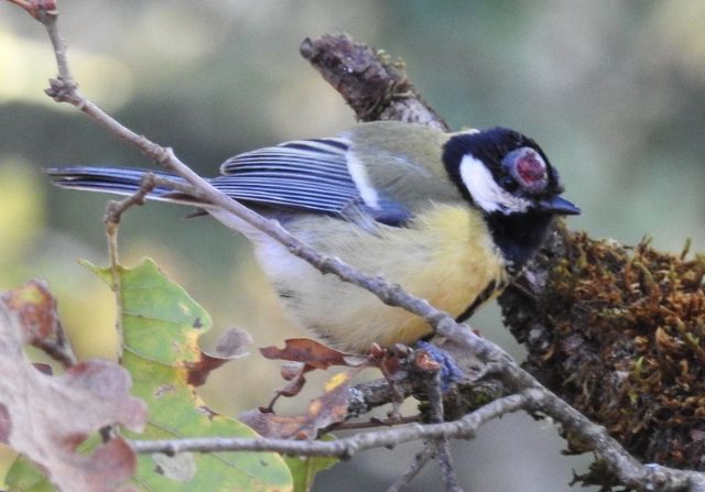 Cinciallegra (Parus major) malata!