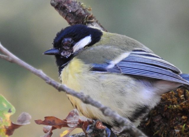 Cinciallegra (Parus major) malata!