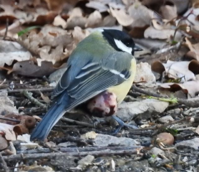 Cinciallegra (Parus major) malata!