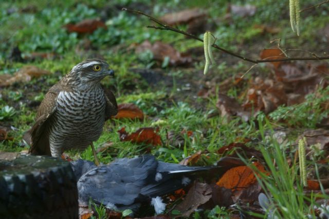 Sparviere (Accipiter nisus)