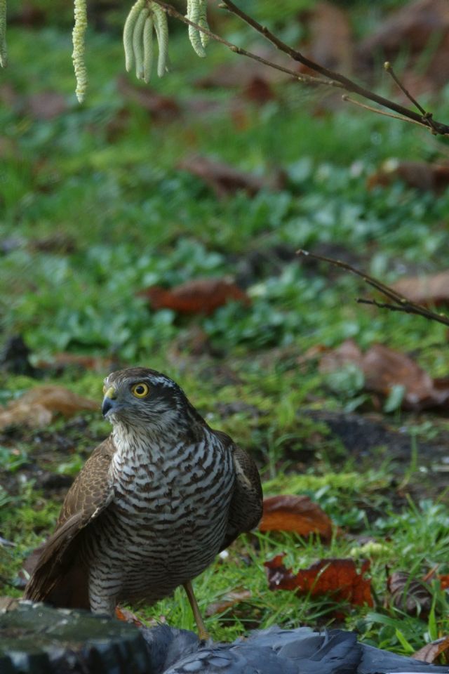 Sparviere (Accipiter nisus)