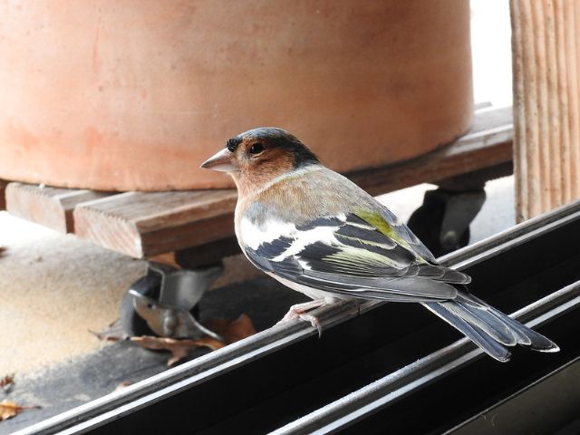 Fringuello (Fringilla coelebs)