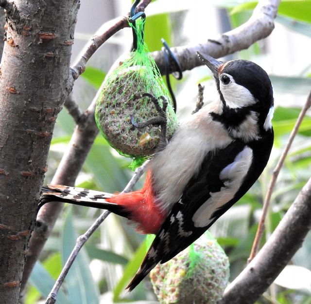 Picchio rosso maggiore - Femmina - (Dendrocopos major)