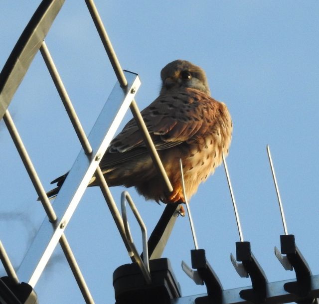 Gheppio (Falco tinnunculus), maschio