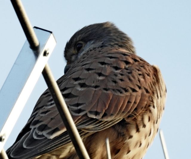 Gheppio (Falco tinnunculus), maschio