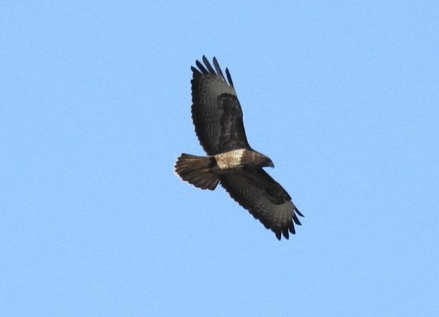 Poiane (Buteo buteo)