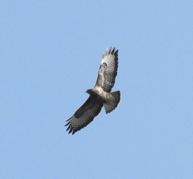 Poiane (Buteo buteo)