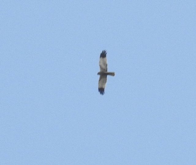 Poiane (Buteo buteo)