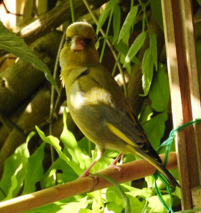 Verdone (Chloris chloris) - 