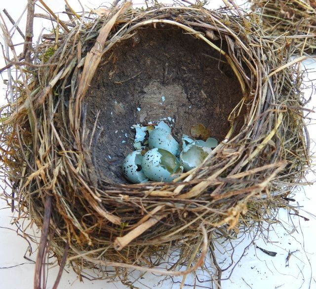 Tordo bottaccio (Turdus philomelos)
