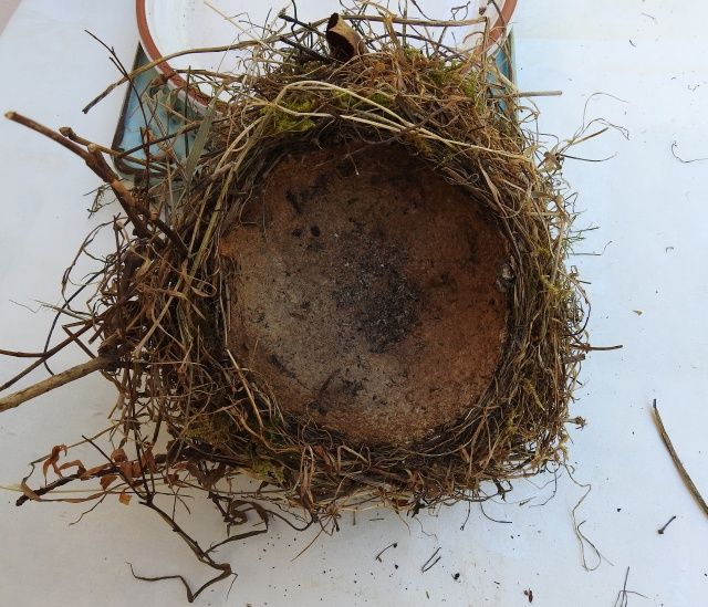 Tordo bottaccio (Turdus philomelos)