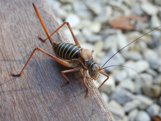 Cavalletta ? Da identificare