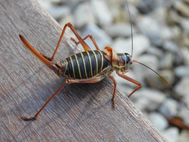 Cavalletta ? Da identificare