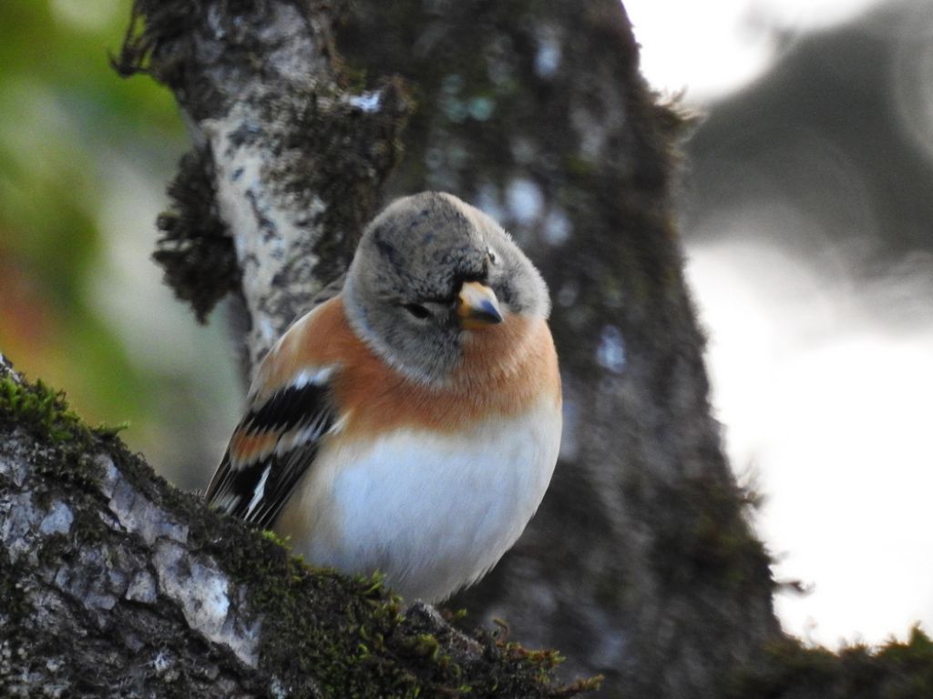 Peppola (Fringilla montifringilla)