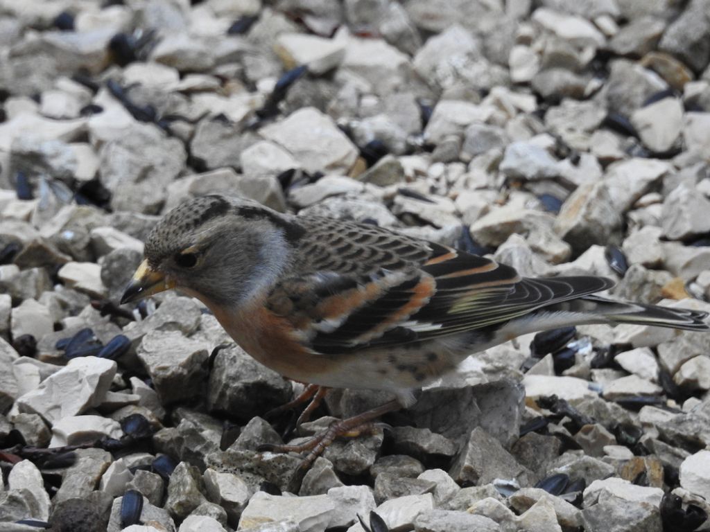 Peppola (Fringilla montifringilla)