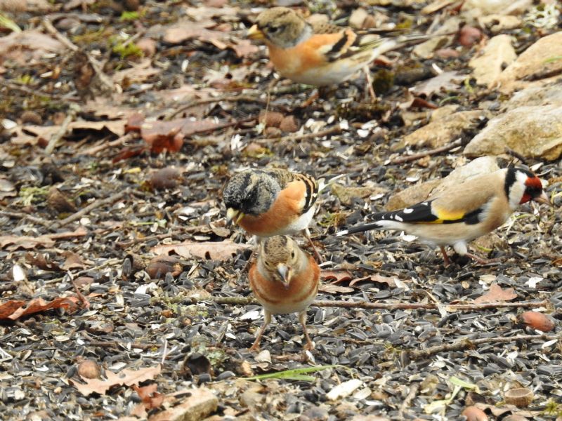 Peppola (Fringilla montifringilla)