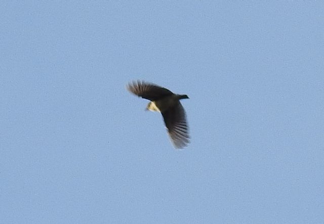 ID uccello:  Tottavilla (Lullula arborea)