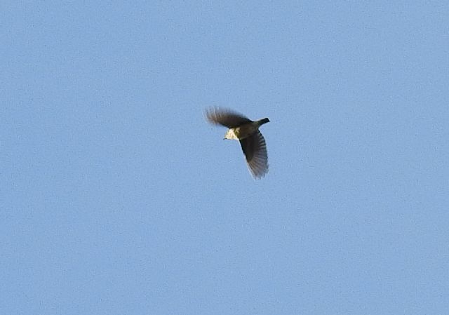 ID uccello:  Tottavilla (Lullula arborea)