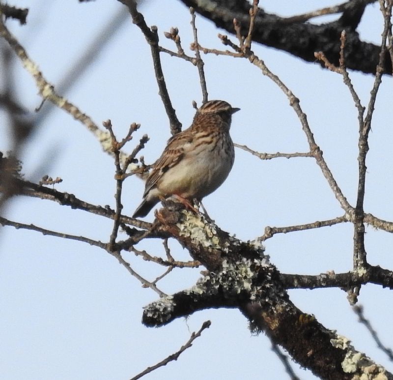 Tottavilla (Lullula arborea)