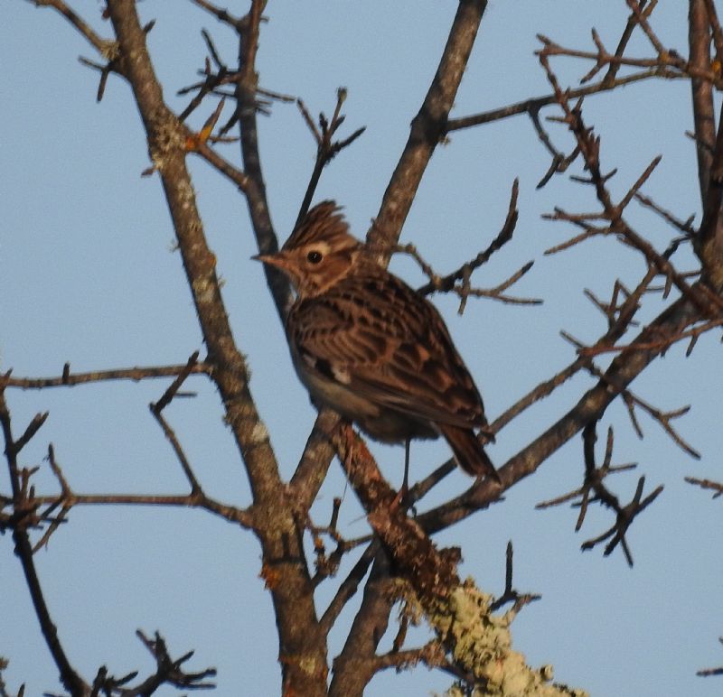 Tottavilla (Lullula arborea)