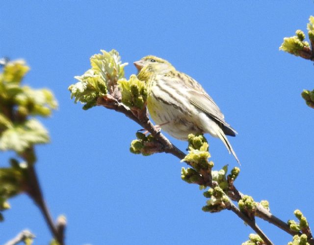 Verzellino (Serinus serinus)